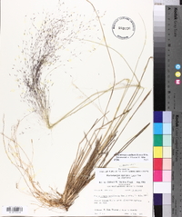 Muhlenbergia capillaris image