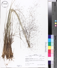 Muhlenbergia capillaris image