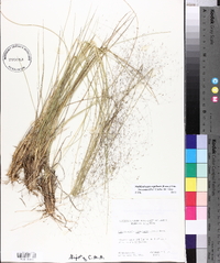 Muhlenbergia capillaris image