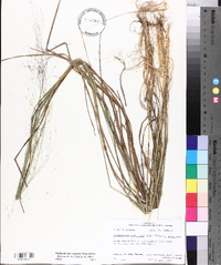 Muhlenbergia expansa image