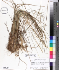 Muhlenbergia expansa image