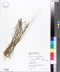 Muhlenbergia expansa image