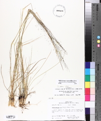 Muhlenbergia expansa image