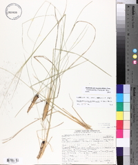 Muhlenbergia expansa image