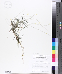 Muhlenbergia schreberi image