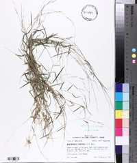 Muhlenbergia schreberi image