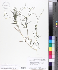 Muhlenbergia schreberi image