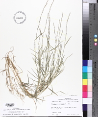 Muhlenbergia schreberi image