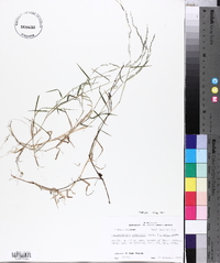 Muhlenbergia schreberi image