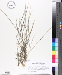 Muhlenbergia schreberi image