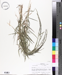 Muhlenbergia schreberi image