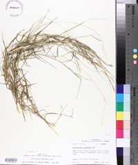 Muhlenbergia schreberi image