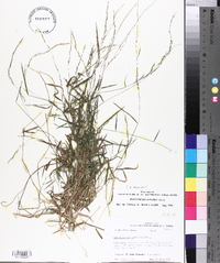 Muhlenbergia schreberi image