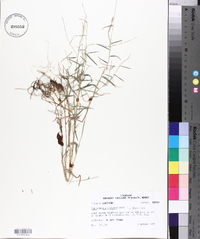 Muhlenbergia schreberi image