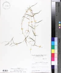 Muhlenbergia schreberi image