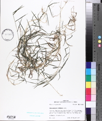 Muhlenbergia schreberi image