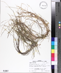 Muhlenbergia schreberi image