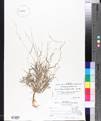 Muhlenbergia schreberi image