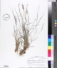 Muhlenbergia schreberi image