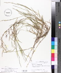 Muhlenbergia schreberi image