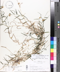 Muhlenbergia schreberi image