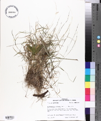 Muhlenbergia schreberi image