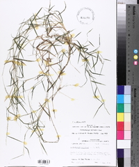 Muhlenbergia schreberi image