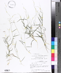 Muhlenbergia schreberi image