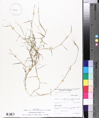 Muhlenbergia schreberi image