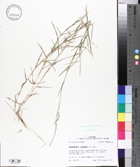 Muhlenbergia schreberi image