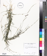 Muhlenbergia schreberi image