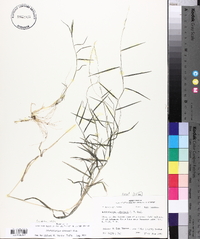 Muhlenbergia schreberi image