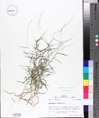 Muhlenbergia schreberi image