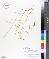 Muhlenbergia schreberi image