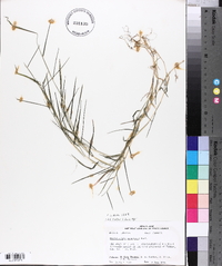 Muhlenbergia schreberi image