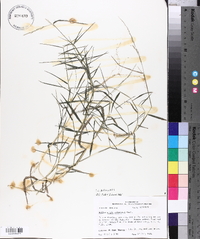 Muhlenbergia schreberi image