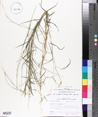 Muhlenbergia schreberi image