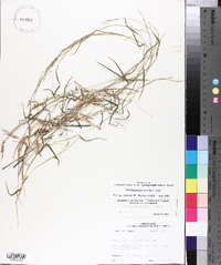 Muhlenbergia schreberi image