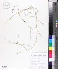 Muhlenbergia schreberi image