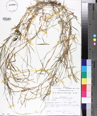 Muhlenbergia schreberi image