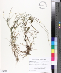 Muhlenbergia schreberi image