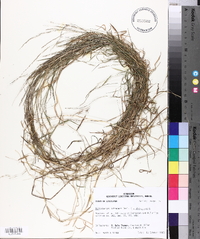 Muhlenbergia schreberi image