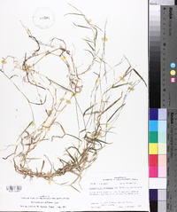 Muhlenbergia schreberi image