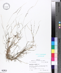 Muhlenbergia schreberi image