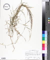 Muhlenbergia schreberi image