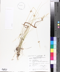 Oryzopsis canadensis image
