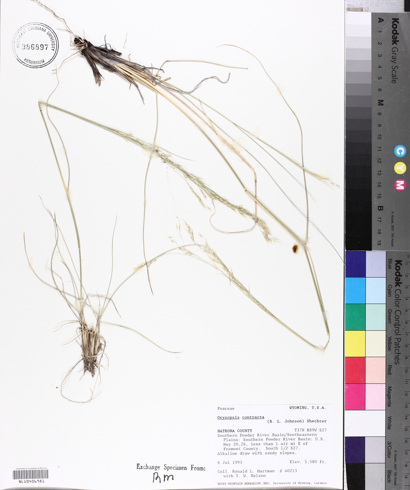 Oryzopsis contracta image