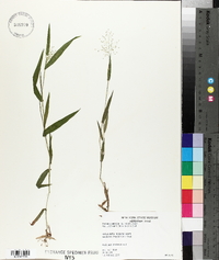 Panicum lindheimeri image