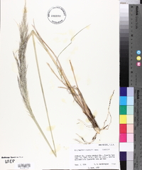 Muhlenbergia emersleyi image