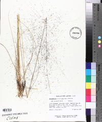 Muhlenbergia capillaris image